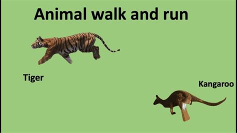 Animal Walk And Run1 Youtube