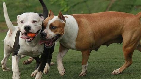 Dos Pitbulls Matan Beb Y Hieren A Su Madre En Italia