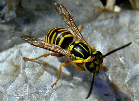 31 Species Of Wasps In Texas Pictures And Identification