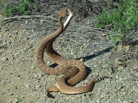 Snakes Have Sex SnakeBytesTV YouTube