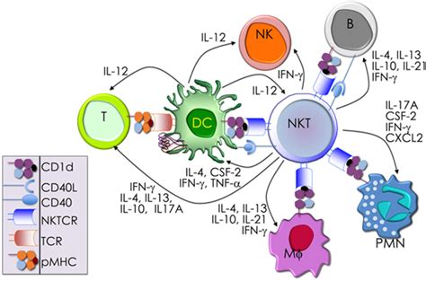 Frontiers Natural Killer T Cells An Ecological Evolutionary