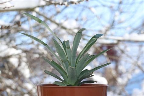 Propagating Pineapple: A Sweet Guide for Tropical Fruits - Minneopa ...