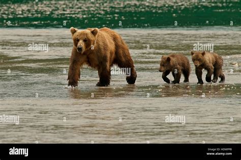 Brown Bears Ursus Arctos Female Crossing River With Cubs Kamchatka