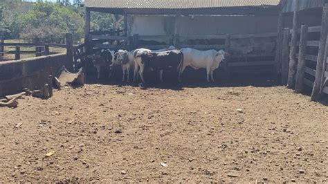 Polícia Indicia Suspeito E Recupera Cabeças De Gado Furtadas Em Fazenda