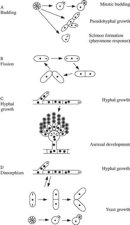 Polarisation And Fungal Cell Types A Budding Yeast Are Uninucleate