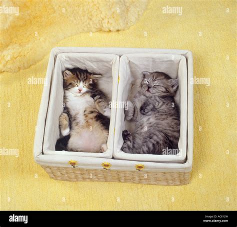 Two Kittens Sleeping In Basket Stock Photo Alamy