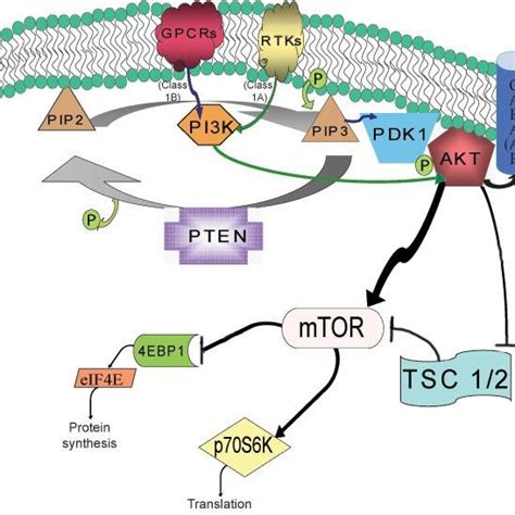 pi kinase pathway  scientific diagram