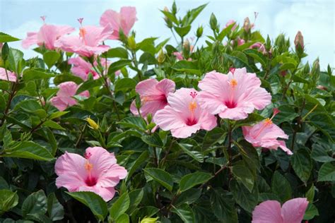 6 Fiori Estivi Resistenti Al Sole E Al Caldo Per Decorare Giardini