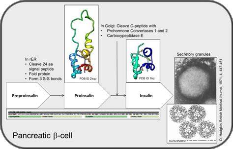 PDB-101: Global Health: Diabetes Mellitus: Drugs: Insulin: Insulin