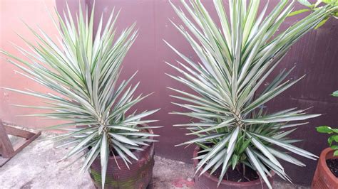 Yucca Plant, Propagation, Philodendron, Silver Stars, Variegated, House ...