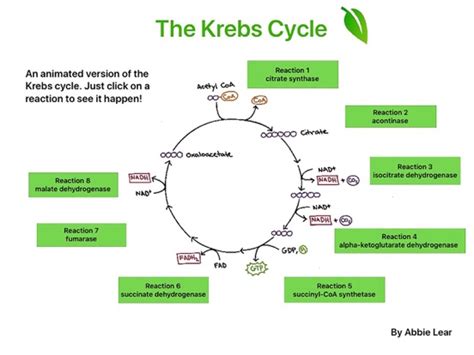 Krebs Cycle Animation