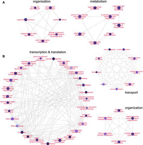 Functional Networks Of Enriched Go Terms Within Biological Processes