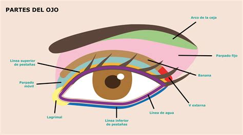 Maquillaje Para Principiantes Las Zonas Del Ojo 3 MarÍa Ruiz Makeup Artist Maquilladora