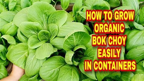 Mudahnya Menanam Bok Choy Di Dalam Pasu How To Grow Bok Choy Easily In Containers Youtube