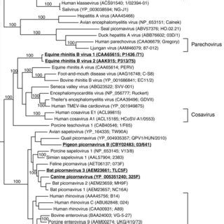 Phylogenetic Analysis Of Astroviruses Using Partial Rna Dependent Rna