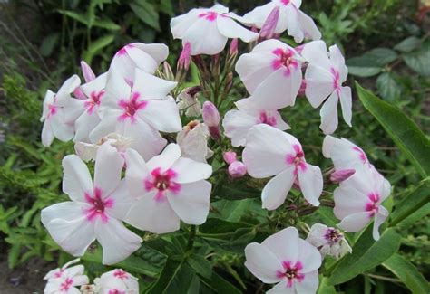 Vlambloem Floks Phlox Paniculata White Eye Flame