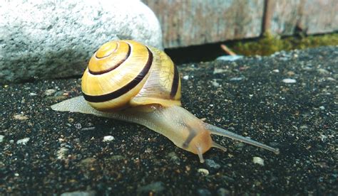 Heel Veel Weetjes Weetjes Over Slakken