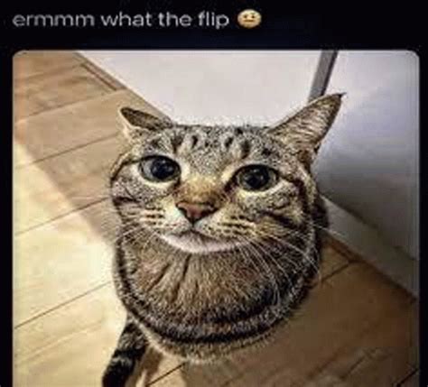 What The Flip Silly Cats What The Flip Silly Cats Goofy Ahh