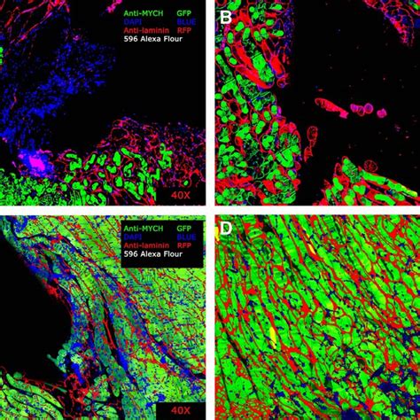 Merged Immunofluorescence For Dapi Blue Laminin Red And Myhc