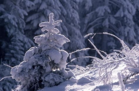 Premium Photo Beautiful Winter Landscape With Snow Covered Trees