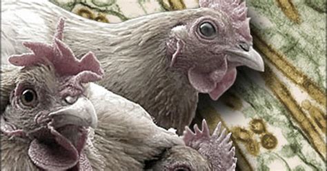 First Bird Flu Vaccine For Humans OK'd - CBS News