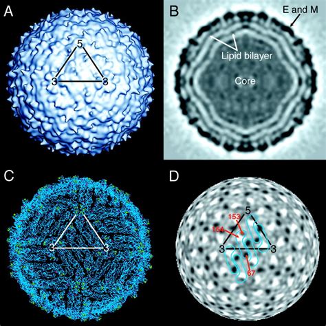 Structure Of West Nile Virus Science