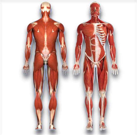 muscular system anatomy and physiology - ModernHeal.com