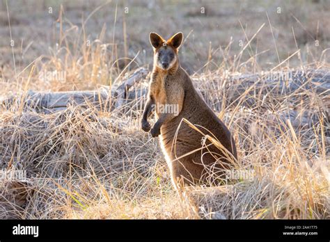 Swamp Wallaby Wallabia Bicolor Also Known As Black Wallaby