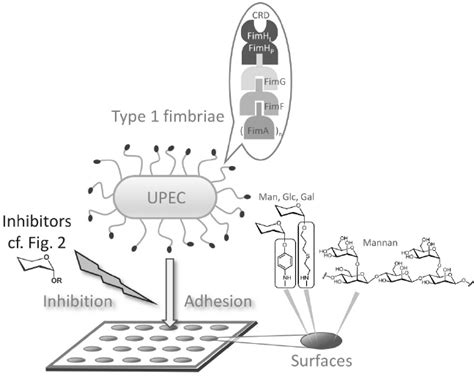 Type 1 Fimbriae Mediated Adhesion Of Uropathogenic Escherichia Coli Download Scientific Diagram