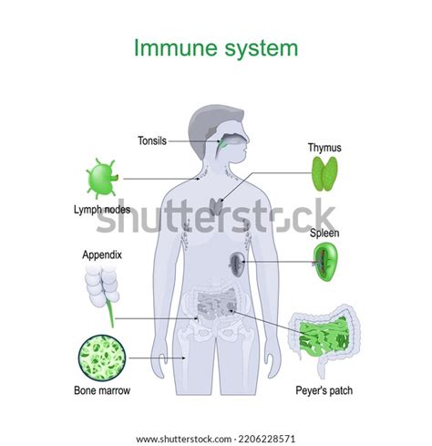 Immune System Structure Internal Organs Lymphatic Stock Vector (Royalty ...