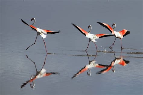 Fenicotteri Margherita Di Savoia 2