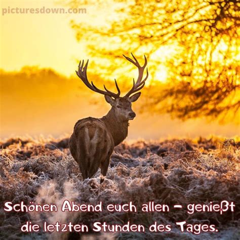 Herzlich Sonntag Abend Gr Sse Bild Hirsch Kostenlos