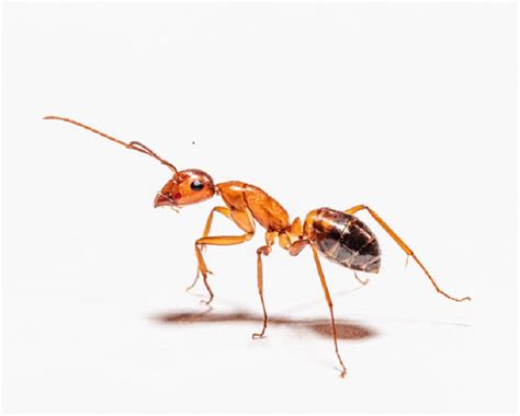 Ant Exterminator Gets Rid of Pests - Expert Pest Solutions