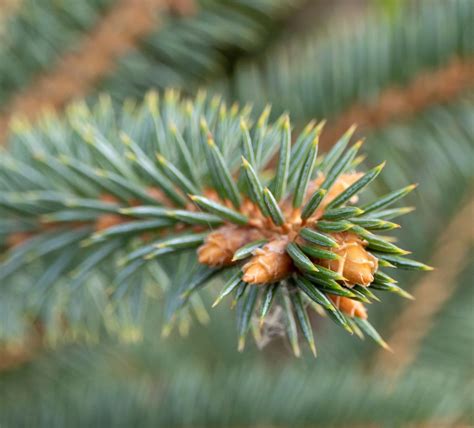 Picea glauca (white spruce) description