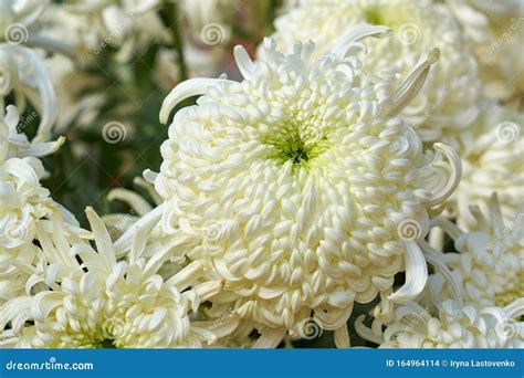 Chrysanthemum Grandiflorum Ramat `vienna White` Decorative