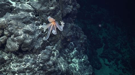 Ekspedisi Gunung Karang Cile Temukan 50 An Spesies Laut Baru