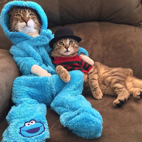 Meet Joey: The Cookie Monster Onesie Wearing Cat