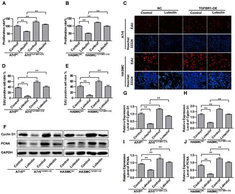 Frontiers Luteolin Inhibits Vascular Smooth Muscle Cell Proliferation