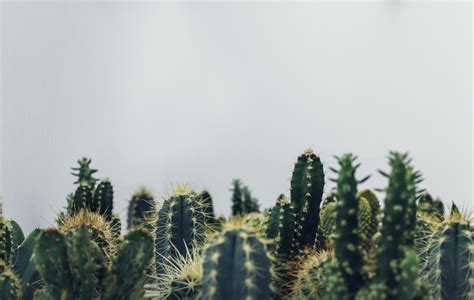 🔥 [14+] Cactus Background | WallpaperSafari