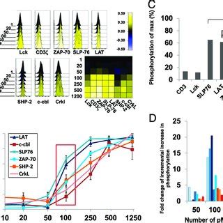 Ag Dose Dependent Phosphorylation Of Major T Cell Signaling Components