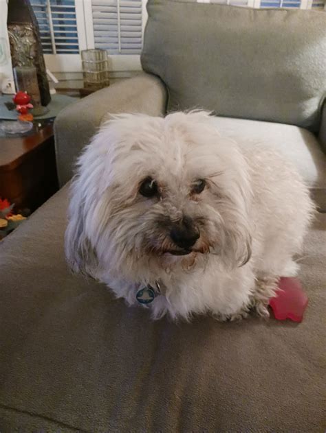 Dog adoption in Tucson, AZ 85733: Poodle (unknown type) / Terrier