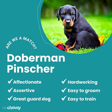 Doberman Pinscher Characteristics Care And Photos Bechewy