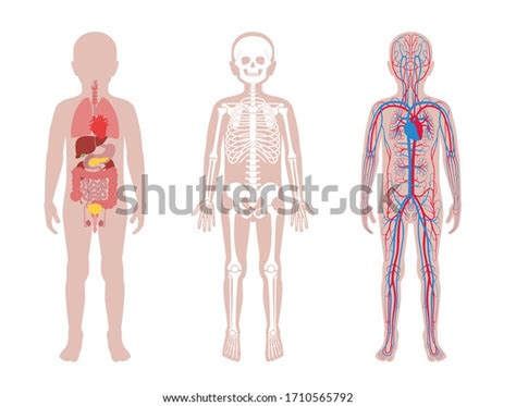 Boy Skeleton Internal Organs Circulatory System Stock Vector Royalty