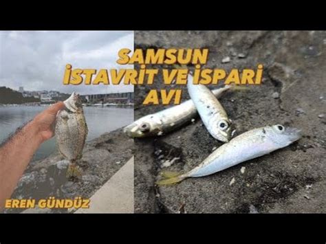 SAMSUN İSPARİ İSTAVRİT AVI LRF İLE İSPARA NASIL TUTULUR ÇAPARİ