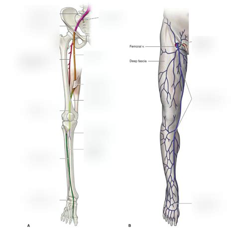 Great saphenous veins Diagram | Quizlet