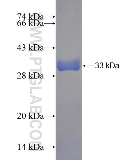 TRIM10 Fusion Protein Ag23193 Proteintech