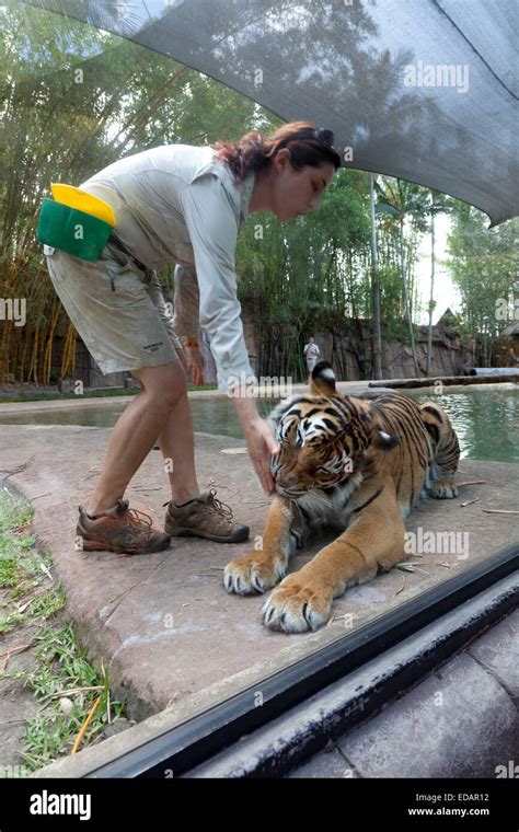 Tiger feeding hi-res stock photography and images - Alamy