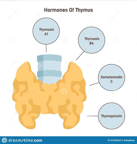 Thymus Hormones Endocrine System Organ Producing Hormones Stock Vector