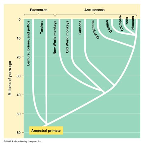 Primate Phylogeny