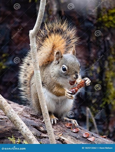 American Red Squirrel Feeding Stock Photo - Image of cone, animal ...